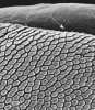 Ventrální strana prstu bezblanky dvojtečné (Pristimantis bipunctatus). Oblast Chanchamayo, Peru. Obvodová rýha v detailu  (viz šipka). Foto ze skenovacího elektronového mikroskopu (SEM). Foto J. Bulantová