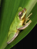 Mezi nejznámější šplhavé žáby vybavené na konci prstů adhezivními terčíky patří rosničky čeledi Hylidae – rosnička čínská (Hyla chinensis) přichycená na hladkém listu. Tchaj-pej, Tchaj-wan. Foto J. Moravec