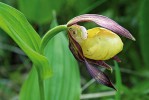 Orchidej střevíčník pantoflíček (Cypripedium calceolus) dobře zastupuje jednu ze dvou hlavních skupin jednoděložných rostlin. Foto M. Štech