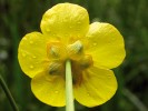 Čeleď pryskyřníkovitých (Ranunculaceae) překvapí diverzitou květů: pryskyřník velký (Ranunculus lingua). Foto M. Štech