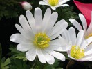 Čeleď pryskyřníkovitých (Ranunculaceae) překvapí diverzitou květů: sasanka rozkošná (Anemone blanda). Foto M. Štech