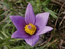 Čeleď pryskyřníkovitých (Ranunculaceae) překvapí diverzitou květů: koniklec velkokvětý (Pulsatilla grandis). Foto M. Štech