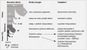 Minimální ztráty energie v každém kroku fotosyntetického procesu C3 rostlin, od zachycení slunečního záření po tvorbu biomasy. Předpokládá se teplota listů 30 °C a současná koncentrace CO2. Blíže v textu. Upraveno podle: www.pioneer. com/us/, kreslila R. Bošková.