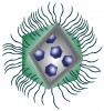 Schematické zobrazení mimiviru napadeného virofágem. Orig. M. Fraiberk
