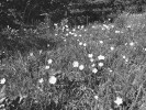 Sasanka lesní (Anemone sylvestris) z čeledi pryskyřníkovitých (Ranunculaceae) je u nás vzácným ohroženým  druhem, vyskytujícím se sporadicky v teplých oblastech. Na Komárkově  lesostepi v Českém krasu se jí daří stále dobře. Foto L. Juřičková