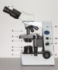 Anatomie mikroskopu: 1 – okuláry s možností přizpůsobení jejich vzájemné pozice vzdálenosti očí pozorovatele; 2 – objektivy na otočném zařízení umožňující jejich pohodlné střídání; 3 – stolek, na nějž se do kovového držáku upíná podložní sklíčko s pozorovaným preparátem; 4 – kondenzor, jehož součástí je i kondenzorová (aperturní) clona využívaná k regulaci kontrastu. Ze spodní strany je kondenzor přizpůsobený k možnému upevnění přídavného zařízení pro fázový kontrast nebo temné pole. Na opačné straně mikroskopu (není zobrazeno) se nachází šroub, umožňující vertikální pohyb kondenzoru v optické soustavě pro nastavení Köhlerova osvětlení; 5 – Polní irisová clona vymezující průměr světelného toku šířícího se od zdroje světla (6); 7 – šrouby pro křížový posun preparátu po preparátovém stolku; 8 – velký makrošroub pro zběžné ostření a malý mikrošroub pro jemné doostřování; 9 – regulace intenzity osvětlení; 10 – zapínání zdroje světla; 11 – tělo mikroskopu nesoucí výše jmenované součásti a ukrývající navíc i osvětlovací a regulační elektroniku. Foto J. Bulantová