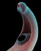 Pro zobrazení rozložení tegumentálních trnů na povrchu těla motolic je  ideální využít skenovací elektronový mikroskop (SEM). Na snímku zástupce čeledi Echinostomatidae s množstvím trnů na břišní straně a s jednoduchým věncem trnů v „límci“ kolem ústní  přísavky. SEM, dodatečně kolorováno. Foto J. Bulantová