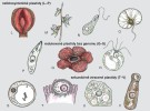 Přehled zástupců eukaryot s redukova­nými plastidy. Nefotosyntetické plastidy: L – Hydnora visseri, parazitická rostlina z čeledi Hydnoraceae (pepřokvěté – Piperales) vyskytující se v jižní Africe, její jedinou nadzemní částí je červený květ tvořený třemi masitými laloky,  lákající k opylení brouky; M – sklenobýl bezlistý (Epipogium aphyllum), orchidej parazitující mykorhizní sítě jiných rostlin a hub, nemá listy a její květy jsou bledé  a poloprůhledné; vyskytuje se napříč Eurasií, včetně několika lokalit v České republice; N – Euglena longa, nefotosynte­tické krásnoočko blízce příbuzné krásnoočku štíhlému, žije volně a živí se organickými látkami z prostředí; O – svítilka třpytivá (Noctiluca scintillans), mořská obrněnka vyskytující se po celém světě, živí se bakteriemi, jinými prvoky a do­konce rybími jikrami, má specializované organely zvané scintilozomy, díky nimž je schopná bioluminiscence – při podráždění modře svítí; P – zimnička tropická (Plasmodium falciparum), výtrusovec způsobující malárii, na niž ročně umírají stovky tisíc lidí, na obr. stadium zvané sporozoit, které se do lidského těla dostane po bodnutí infikovaným komárem,  proniká do jaterních buněk a do červených krvinek, v nichž se množí. Redukované plastidy bez genomu: Q – raflézie Arnoldova (Rafflesia arnoldii) roste v deštných pralesích na Sumatře a Borneu, kde parazituje na liánách; většinu jejího těla tvoří až 1 m široký a 10 kg vážící květ, který barvou i zápachem napodobuje mršinu a tím láká opylovače (mouchy a mrcho­žravé brouky); R – Polytomella parva, zelená řasa, která je zelená pouze svým taxonomickým zařazením, ve skutečnosti bezbarvá a živí se organickými kyselinami, alkoholy a jednoduchými cukry rozpuštěnými ve vodě; S – Perkinsus marinus, příbuzný obrněnek, napadá ústřice, pro něž je silně patogenní, na obr. stadium trofozoit, které se množí v hostitelských buňkách, jeho typickým znakem je velká vakuola. Sekundárně ztracené plastidy: T – Cryptosporidium parvum, výtrusovec parazitující ve střevech savců, zde trofozoit, žijící na povrchu střevního epitelu, obrostlý mikroklky; U – Hematodinium perezi, obrněnka parazitující v hemolymfě krabů, stadium amébovitý trofont; V – hromadinka Gregarina  cuneata je velký prvok, parazit ve střevech larev potemníka moučného (Tenebrio molitor). Orig. A. Novák Vanclová