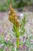 Z kapradin mají k pradávným rostlinám nejblíže např. vratičky. Na snímku Botrychium lanceolatum z Islandu. Foto: S. Vosolsobě