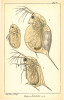 Kresby hrotnatky Daphnia lumholtzi z původního popisu druhu od významného norského přírodovědce Georga Ossiana Sarse z r. 1885. Na obrázku je zachycena dospělá samice s efipiem, pocházející z prostředí bez ryb, samec a nenarozené embryo. 