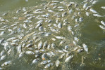 Hromadný úhyn ryb v důsledku vyčerpání kyslíku po nadměrném  přísunu živin. Foto WorldAtlas.com, v souladu s podmínkami použití