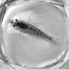 Kreveta Neocaridina denticulata. Dospělé jedince pozorujeme  pod binokulární lupou; nádobku je potřeba překrýt, aby kreveta nevyskočila a nedošlo k jejímu poranění. Foto K. Sezemská