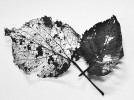 V chovech stínek (zde stínka obecná – Porcellio scaber) můžeme časem zaznamenat požírání listů. Foto K. Sezemská