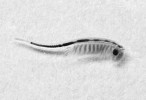 Sladkovodní žábronožka Streptocephalus siamensis – větší jedince sledujeme pod binokulární lupou. Foto K. Sezemská
