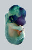 Buňky neurální lišty jsou podkladem ektomezenchymu, ze kterého se vyvíjejí pojiva v oblasti obličeje. Embryo transgenní myši Wnt-1/Cre x R26R – buňky neurální lišty exprimují reportérový gen LacZ, který kóduje beta-galaktosidázu, jejíž aktivita je znázorněna modrou barvou. Preparát poskytla E. Drobná Krejčí.