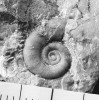 Drobný hlavonožec Gyroceratites  gracilis je jedním z nejstarších  amonoidů – goniatitů. Pochází ze  suchomastských vápenců od Koněprus  a patří k fosiliím typickým pro vyšší část spodního devonu. Ze sbírek Národního muzea. Foto L. Váchová