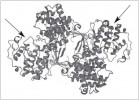 Dimer fosforylované cyklin-dependentní kinázy-2 (CDK, na obrázku jsou označeny šipkou) navázané na cykliny A. Na https://www.rcsb.org/3d-view/1JST/1 si s touto strukturou můžete otáčet,  zvětšovat ji a identifikovat jednotlivé aminokyseliny. Podle: D. Sehnal  a kol. (2018)