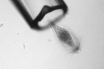 Sbírání jednotlivých buněk. Izolace jediné buňky druhu Pseudotrichonym­pha sp., což je doposud nekultivovatelný prvok žijící v trávicím traktu termitů – sběr jednotlivých buněk tedy představuje jedinou možnost, jak získat sekvenční data z tohoto organismu. Buňka je  „nasáta“ do skleněné mikropipety  a přenesena např. do mikrozkumavky. Foto P. J. Keeling