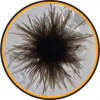 Ukázka makroplanktonu – vláknitá sinice Trichodesmium. Foto: planktomania.org, se svolením