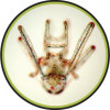 Ukázka mezoplanktonu – larva ježovky (pluteus). Foto: planktomania.org, se svolením