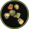 Ukázka mezoplanktonu – zástupce rodu Globigerina – dírkonošci (Foraminifera). Foto: planktomania.org, se svolením