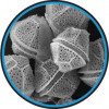 Mikro- a nanoplankton – obrněnka Alexandrium sp. Foto: planktomania.org, se svolením