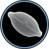 Mikro- a nanoplankton – rozsivka Cosmioneis sp. (Bacillariophyceae). Foto: planktomania.org, se svolením