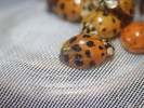 Slunéčko východní (Harmonia axyridis) si s sebou do ČR přineslo i parazitickou houbu Hesperomyces harmoniae, která se přenáší během páření. Foto Š. Zeman