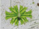 Některé skupiny řas se ekologicky specializovaly, jako např. krásivky  (skupina z oddělení Streptophyta,  blízce příbuzná známé vláknité řasy  rodu šroubatka – Spirogyra). Tyto řasy, časté dominanty rašelinných biotopů, jsou typické svou symetrickou stavbou buněk, tvořených dvěma půlbuňkami (semicelami). Na snímku Micrasterias americana – velmi estetická řasa, která  je běžnou součástí rašelinných biotopů. Foto J. Kaštovský