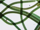 Sinice získaly schopnost fotosyntézy zhruba před 2,8 miliardami let  (Olson 2006). V dnešní době je najdeme  prakticky všude, jedinými biotopy,  které nedokázaly osídlit, jsou stanoviště s výrazně nízkým pH. Vláknitá sinice rodu Oscillatoria, běžná součást  bentického prostředí stojatých vod. Foto J. Kaštovský