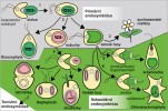 Endosymbiotický proces se v evoluční historii odehrál několikrát – zde schéma endosymbióz vedoucích k chloroplastům, nikoli k mitochondriím. Poprvé dala sinice pohlcená heterotrofním  eukaryotem (1) vznik zeleným řasám, ruduchám a skupině Glaucophyta (2).  Ze zelených řas se později vyvinuly suchozemské rostliny (3). Později se podobně uskutečnily další endosymbiotické události, do kterých však nevstupovala sinice, ale zelené řasy nebo ruduchy. V případě pohlcení ruduchy (4)  nemáme jistotu, kolikrát k této události došlo. Tato endosymbióza dala vzniknout chloroplastům hnědých řas, skrytěnek, obrněnek a skupině řas Haptophyta. Endosymbióza spojená s pohlcením  zelené řasy proběhla v evoluci dvakrát: poprvé pozřel předek současných  trypanozom zelenou řasu (5) a dal tak vzniknout krásnoočkům, podruhé byla zelená řasa pozřena amébou ze skupiny Cercozoa (Rhizaria, 6) a vznikly foto­syntetické organismy ze skupiny Chlor­arachniophyta. Zvláštní kapitolou jsou obrněnky se schopností vstupovat do  terciární endosymbiózy, kdy své chloroplasty doplňují dalšími – získanými  z řas se sekundárními chloroplasty (7). Podle P. J. Keelinga (2005), orig. J. Juráň