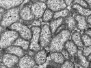 Specializované buňky (bakteriocyty) hmyzu naplněné mutualistickými bakteriemi. Střevní buňka z krevsajícího parazita kloše ovčího (Melophagus ovinus) s mutualistickými bakteriemi Arsenophonus melophagi. Snímek z transmisního elektronového mikroskopu, archiv F. Husníka