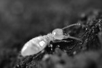 Mikrobiální „zoo“ ve střevech termitů. Termit pacifický (Zootermopsis an­gusticollis). Foto F. Husník 