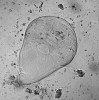Mikrobiální „zoo“ ve střevech termitů. Mutualistický protist z rodu brvitka (Trichonympha sp.) vždy přítomný ve střevě termita pacifického (Zootermopsis an­gusticollis), fotografie ze světelného mikroskopu. Brvitky a další protista, bakterie a archea pomáhají termitům trávit celulózu z rostlinné stravy (především rozkládajícího se dřeva). Foto F. Husník 