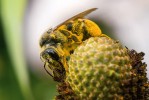 Divoká včela sbírající pyl a nektar na hvězdnicovité rostlině Foto: A. Wild 