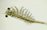 Mladá žábronožka Streptocephalus siamensis pod mikroskopem. Foto K. Sezemská