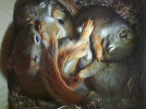Mláďata veverky čikarího červeného (Tamiasciurus hudsonicus) v budce v areálu Cornellovy ornitologické laboratoře při realizaci projektu Ptáci Online. Foto z archivu M. Zárybnické 