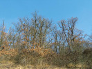Na jižně či západně orientovaných svazích Českého krasu najdeme šipákové doubravy, jejichž vůdčí dřevinou je dub pýřitý neboli šipák (Quercus pubescens). Foto L. Juřičková