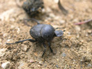 Na výslunných otevřených stráních lze potkat vzácného chrobáka vrubounovitého (Sisyphus schaefferi), což je jediný náš chrobák, který válí kuličku z trusu. Foto L. Juřičková