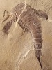 Typický zástupce eurypteridů – rod Eurypterus, ze souvrství Fiddler’s Green (silur) ve státě New York. Poslední pár končetin na hlavohrudi (prosoma) je přeměněn ve veslovité útvary. Jedinec dlouhý kolem 15 cm. Ze sbírek Museum of Comparative Zoology, Harvard University.  Foto L. Laibl