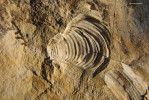 Fosilie se v Čeřovce dochovaly vzácně – na snímku mlž Mytiloides herbichi. Foto M. Košťák