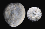 Ježovky patří k hojně zastoupeným fosiliím mělkého křídového  moře na Jičínsku.  Vlevo souměrný druh Micraster leskei  (pohled na spodní –  orální stranu),  vpravo pravidelná  ježovka Gauthieria  radiata (dorzální – aborální strana).  Svrchní turon,  lokalita Kněžnice. Měřítko 1 cm. Foto M. Košťák