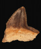 Zub žraloka Squalicorax heterodon. Křídové uloženiny u Libunce (ze sbírky M. Krupičky). Foto M. Košťák