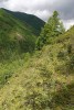 Step s ovsířem stepním (Helicto­trichon desertorum) v údolí říčky Sarla v jiho­sibiřském pohoří Západní Sajan. Foto M. Chytrý