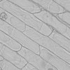 Postupná plazmolýza buněk pokožky (epidermis) cibule. Buňky byly inkubovány v hypotonickém prostředí (destilované vodě, předchozí obrázek), mírně hyper­tonickém (půlmolárním roztoku chloridu sodného, 0,5M NaCl, tento obrázek) a silně hyper­tonickém (1M NaCl, následující obrázek). Na tomto obr. vidíme počínající plazmolýzu, kdy je ještě část protoplastu připojena k buněčné stěně. Zvětšeno 100krát. Foto M. Hála