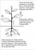 Schéma pohybu vody v rostlině a jejím okolí (šipky značí směr).  Voda vstupuje do rostliny kořeny,  pokračuje vodivými pletivy a je transpirována zejména listy. Pohyb vody řídí gradient vodního potenciálu. Podle M. Hály kreslila R. Bošková