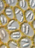 Výrazná siličná tělíska v buňkách listů játrovky okružnice schodovité (Nardia scalaris). Foto L. Janošík