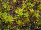 Detail trsu mechu rourkatce obecného (Syntrichia ruralis) za vlhka, kde převažuje zelené zbarvení rozprostřených listů. Foto L. Janošík