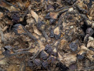 Stélka borečky vzácné (Targionia hypophylla) za sucha, kdy je celkově víceméně podélně svinutá, tmavěji zbarvená, a tak i snadno přehlédnutelná. Foto L. Janošík