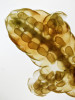 Mikroskopický pohled na strukturu olistění lodyhy ze spodní strany drobné, listnaté (foliózní) játrovky kovance tamaryškového (Frullania tamarisci). Jsou zde patrné výrazné vakovité útvary pro udržení vody, které vznikly přeměnou spodního laloku dvoulaločných listů. I díky nim je zřejmě druh schopný osídlit exponované mikrohabitaty, jako je borka stromů nebo povrch silikátových skal. Foto L. Janošík